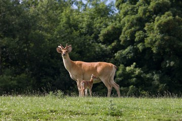 Fototapeta premium Barasingha Deer or Swamp Deer, cervus duvauceli, Mother with Fawn