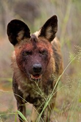 African Wild Dog, lycaon pictus, Adult with Bloody Face, Namibia