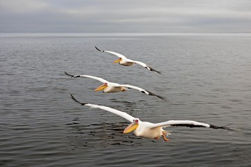 Great White Pelican, pelecanus onocrotalus, Adults in Flight, Namibia