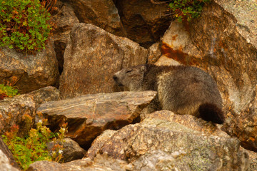 Alpine marmot, Marmot marmot, mountain mammal on the meadow, Spain