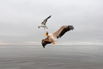 Fototapeta na wymiar Great White Pelican, pelecanus onocrotalus, Adult in Flight, Seagull Stealing Fish from Pelican, Namibia