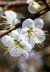 close-up white plum blossoms blooming in the garden.
