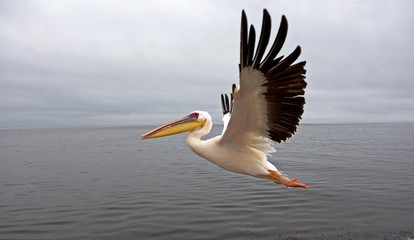 Fototapeta na wymiar Great White Pelican, pelecanus onocrotalus, Adult in Flight, Namibia