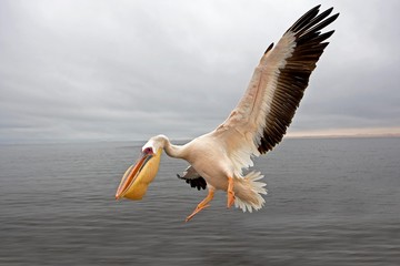 Fototapeta na wymiar Great White Pelican, pelecanus onocrotalus, Adult in Flight, Namibia