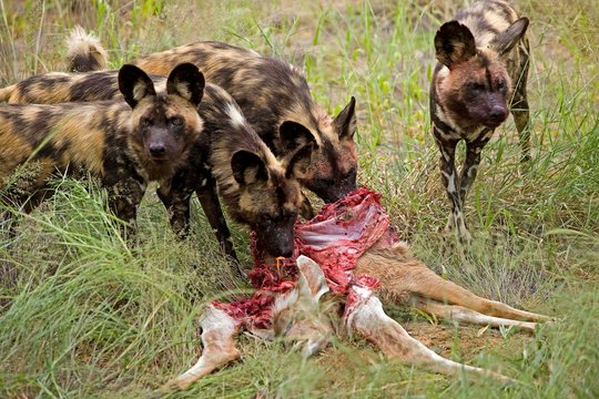 African Wild Dog, lycaon pictus, Herd on a Kill, a Greater kudu, tragelaphus strepsiceros, Namibia