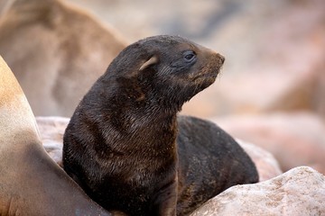 South African Fur Seal, arctocephalus pusillus, Pup standing on Rock, Cape Cross in Namibia