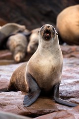 Fototapeta premium South African Fur Seal, arctocephalus pusillus, Female calling, Cape Cross in Namibia