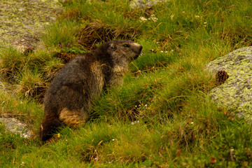 Alpine marmot, Marmot marmot, mountain mammal on the meadow, Spain