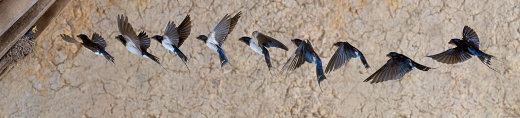 Barn Swallow or European Swallow, hirundo rustica, Adult in Flight, Multiflash photo Sequence, Normandy