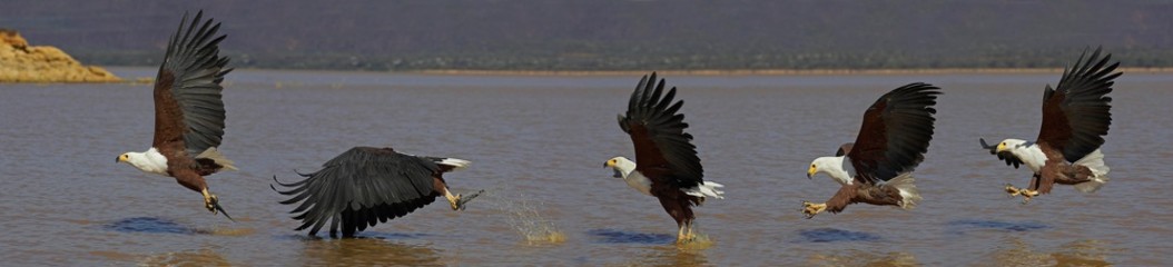 African Fish-eagle, haliaeetus vocifer, Adult fishing, Flight Sequence Multiflash photo, Bogoria Lake in Kenya