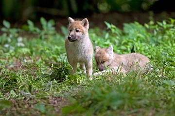 Naklejka na ściany i meble Arctic Wolf, canis lupus tundrarum, Pup