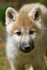 Arctic Wolf, canis lupus tundrarum, Portrait of Pup