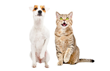 Funny dog Parson Russell Terrier and cat Stottish Straight sitting together with raised paws...