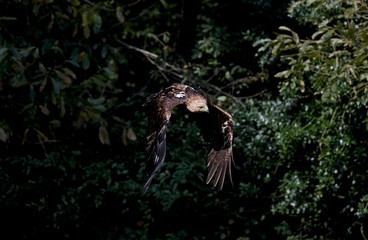 Imperial Eagle, aquila heliaca, Adult in Flight