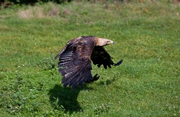 Imperial Eagle, aquila heliaca, Adult in Flight