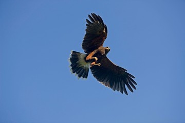 Harris Hawk, parabuteo unicinctus, Adult in Flight