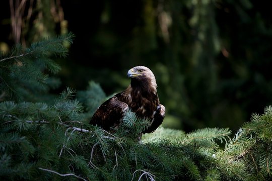 Imperial Eagle, aquila heliaca, Adult standing on Branch