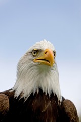 Bald Eagle, haliaeetus leucocephalus, Portrait of Adult
