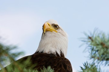 Bald Eagle, haliaeetus leucocephalus, Portrait of Adult