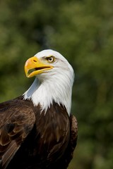 Bald Eagle, haliaeetus leucocephalus, Portrait of Adult