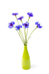 Bouquet of blue cornflowers isolated on white background. Space for text