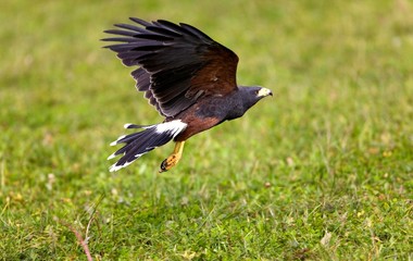 Harris Hawk, parabuteo unicinctus, Adult in Flight