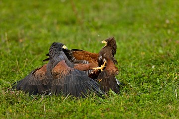 Harris Hawk, parabuteo unicinctus, Adults Fighting