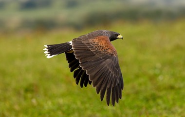 Harris Hawk, parabuteo unicinctus, Adult in Flight