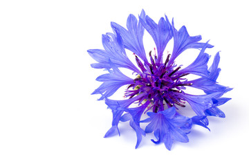 Fototapeta premium Niebieskie chabry, letnie kwiaty na białym tle, kwiatowy tło, piękne małe chabry z bliska