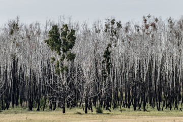Birch forest two years after the fire
