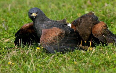 Harris Hawk, parabuteo unicinctus, Adults standing on Grass