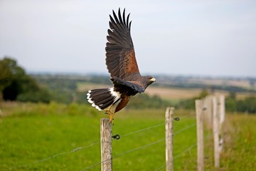 Harris Hawk, parabuteo unicinctus, Adult in Flight, Taking off from Post