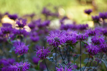 A field of blooming mauve monard on a summer day.