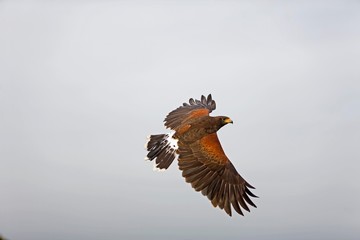 Harris Hawk, parabuteo unicinctus, Adult in Flight
