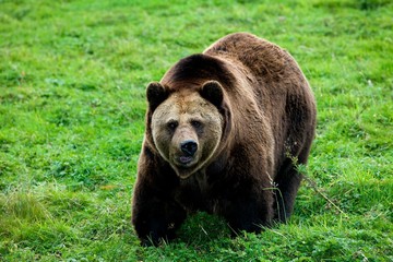 Brown Bear, ursus arctos, Adult standing on Grass