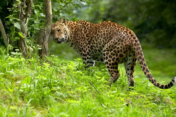 Sri Lankan Leopard, panthera pardus kotiya, Adult stratching Head on Tree Trunk