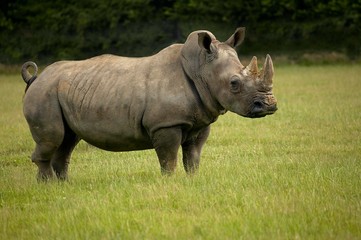 White Rhinoceros, ceratotherium simum, Adult standing on Grass