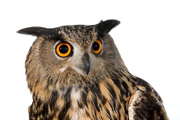 European Eagle Owl, bubo bubo, Portrait of Adult against White Background