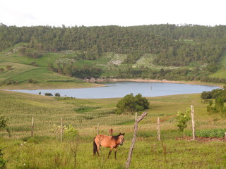 Caballo terrenal