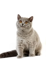 Blue British Shorthair Domestic Cat, Female sitting against White Background