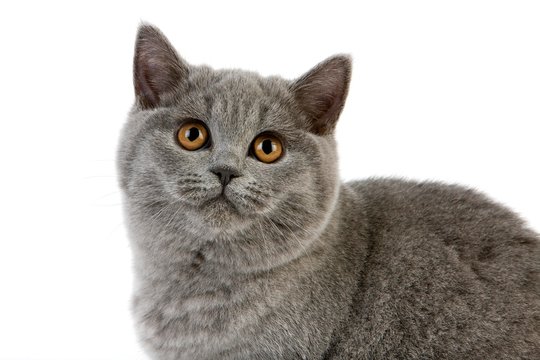 Blue British Shorthair Domestic Cat, Portrait of Female against White Background