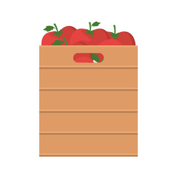 tomatoes inside box design, Vegetable organic food healthy fresh natural and market theme Vector illustration