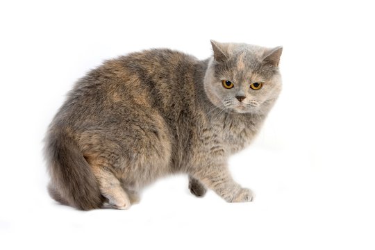 Blue Cream British Shorthair Domestic Cat, Female standing against White Background