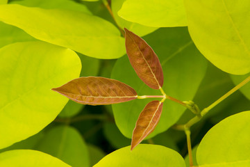 green leaves on the tree