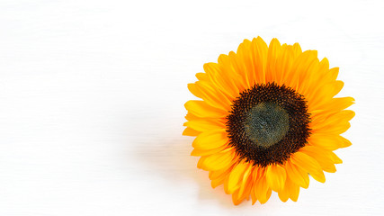 Sunflower head, fresh and vivid, on the white background closeup, isolated. Sunflower head isolated for any design purposes.