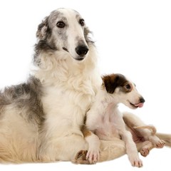 Borzoi or Russian Wolfhound, Mother with Pup laying against White Background