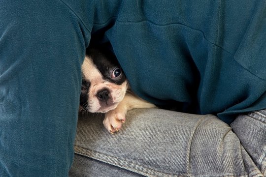 Boston Terrier Dog, Woman With Pup