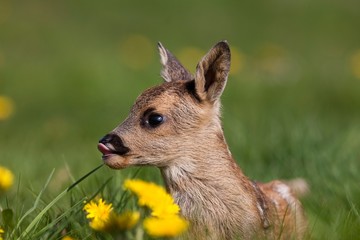 Roe Deer, capreolus capreolus, Fawn laying in Flowers, Licking its Nose, Normandy