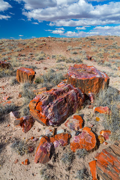Petrified wood, Petrified Forest National Park, Arizona, USA, America