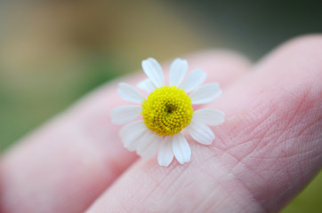 Beautiful macro photo of chamomile flower. Small, classic flower in abstract focus. Charming bohemian flower close up. 